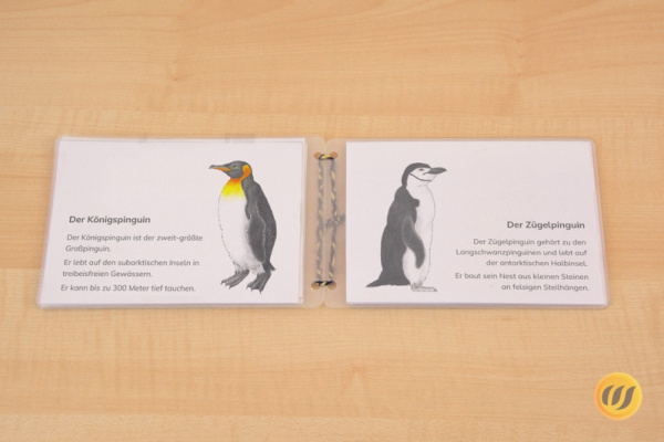 leseheft_pinguine_down2