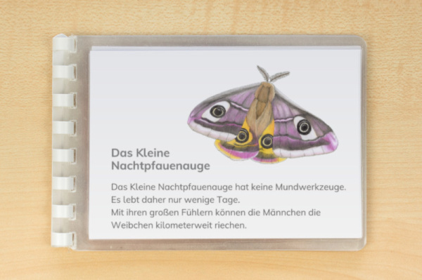 leseheft_schmetterlinge_download3