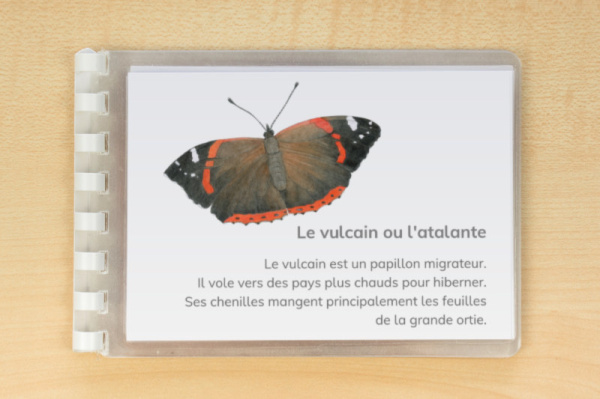 leseheft_schmetterlinge_french2