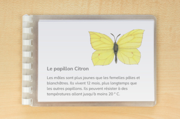 leseheft_schmetterlinge_french6