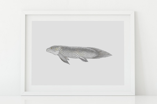 lungenfisch2