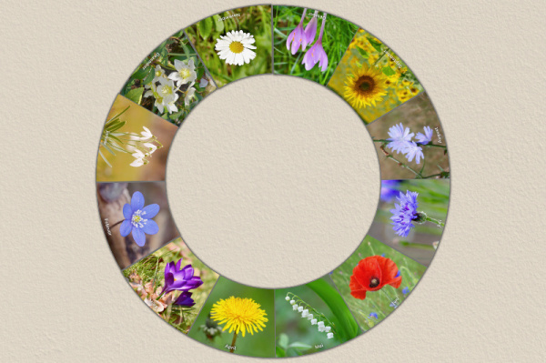 minikreis_blumen_2