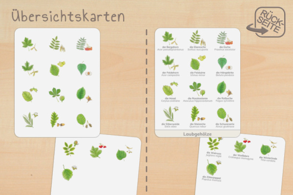 nom_laub_2
