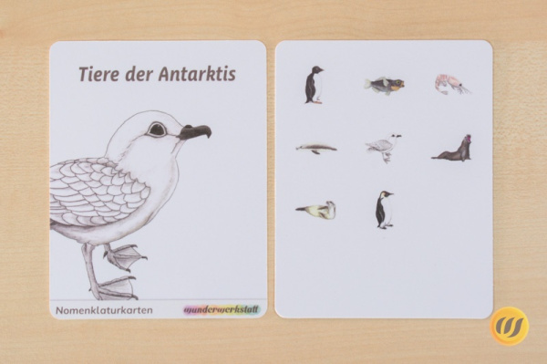 nomen_antarktis_druck