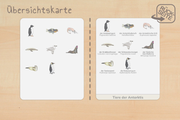 nomen_antarktis_druck_b