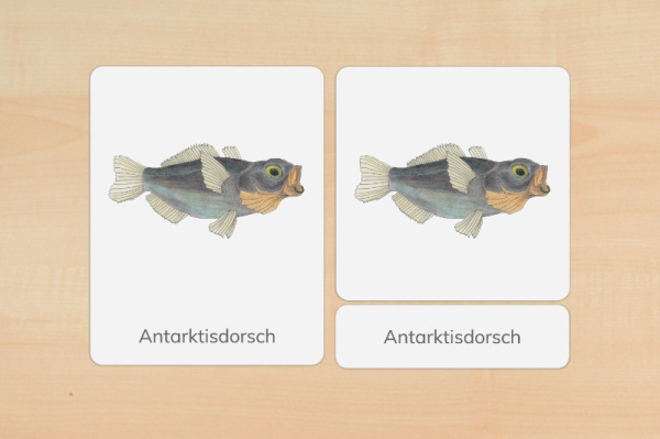 nomen_antarktis_druck_f