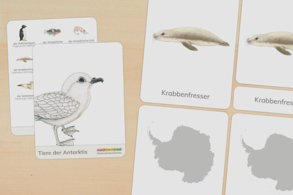 Download-Paket: Tiere der Antarktis