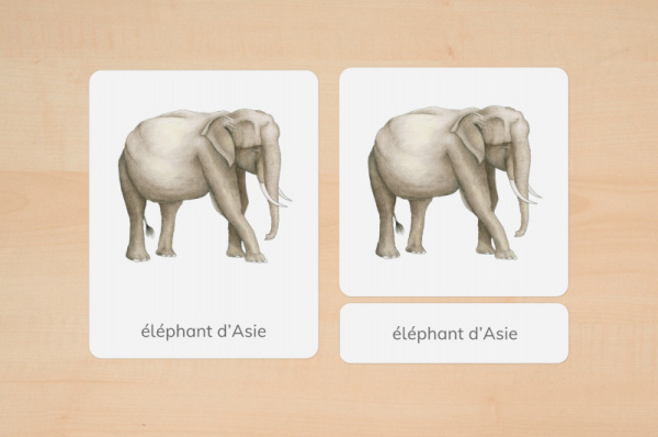 nomen_asien_tiere_franzoesisch_2
