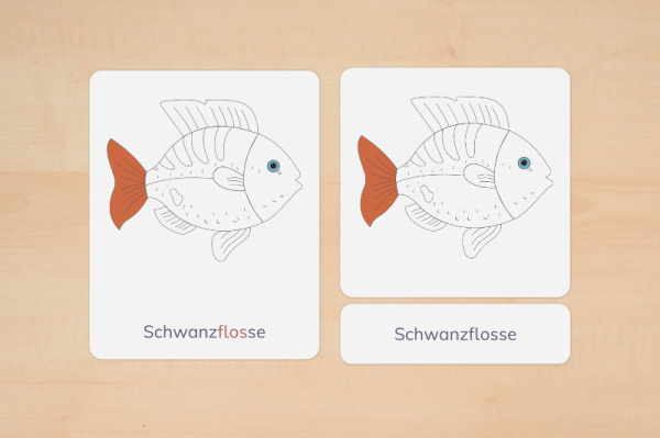 nomen_fisch_silben_3