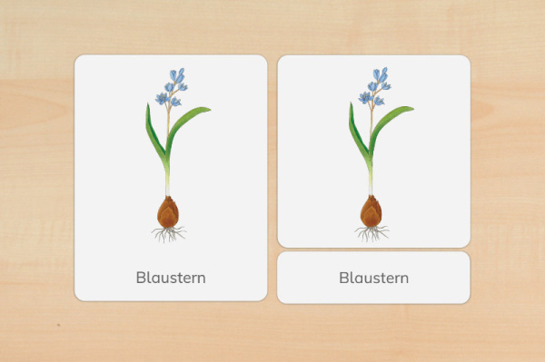nomen_fruehblueher_druckd