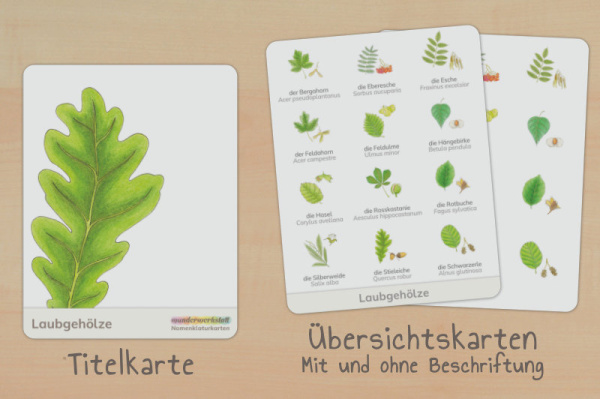nomen_laub_down_titel_2