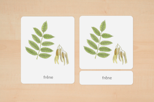 nomen_laub_franz_2