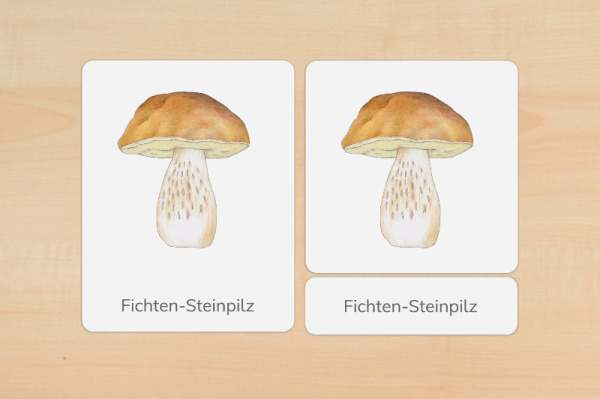 nomen_pilze_druck_d