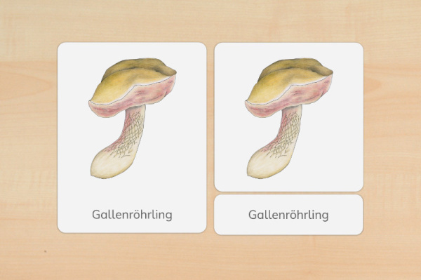 nomen_pilze_druck_e