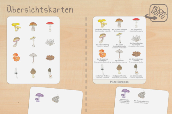 nomen_pilze_druck_h