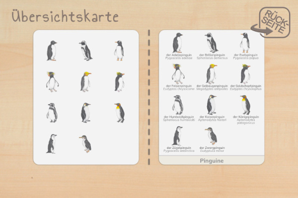nomen_pinguine_druck_b