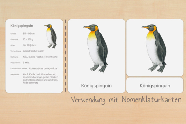 nomen_pinguine_druck_v2