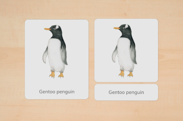 nomen_pinguine_englisch_1