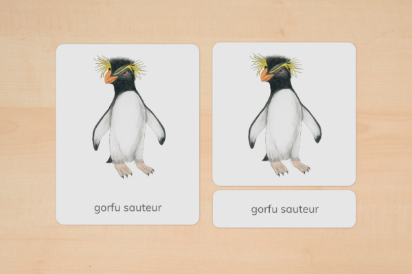 nomen_pinguine_franzoesisch_2