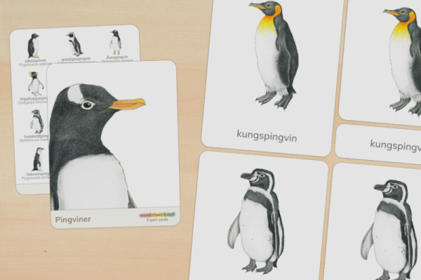 nomen_pinguine_schwedisch_titel_1