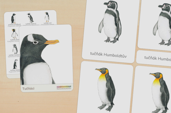 nomen_pinguine_tschechisch_titel_1