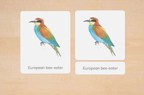 nomen_tiere_europa_englisch_2