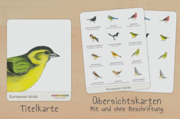 nomen_voegel_englisch_2