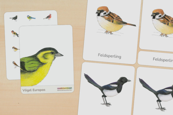 Download-Paket: Heimische Vögel