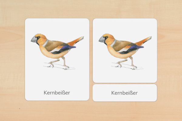 nomen_voegel_f