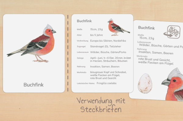 nomen_voegel_h