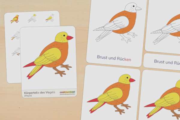 nomen_vogel_silben_titel_1
