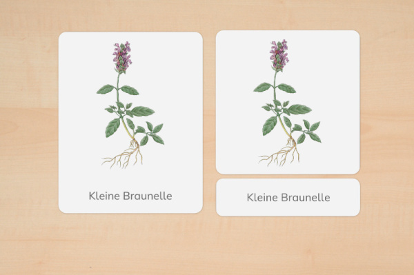 nomen_wiesenblumen_2