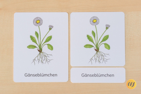 nomen_wild_druck