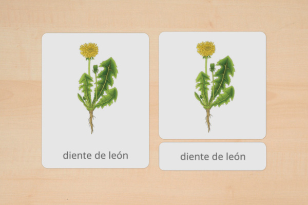 nomen_wildkraeuter_spanisch_2