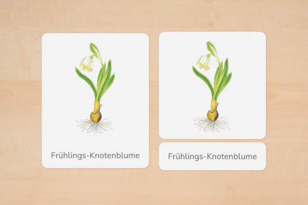 nomenklatur_fruebblueher_3