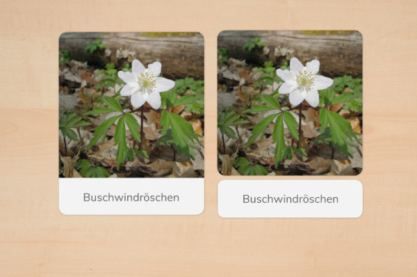 nomenklatur_fruebblueher_foto_2