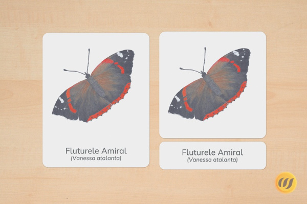 nomenklatur_schmetterling_rumaenisch