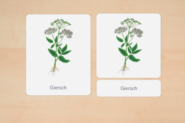 nomenklatur_wildkraeuter_silben_2
