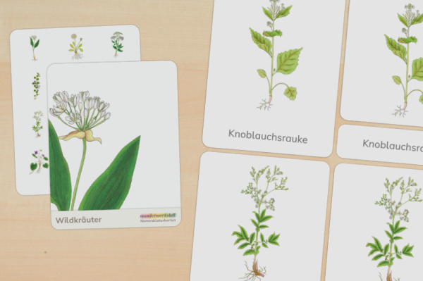 Download-Paket: Wildkräuter