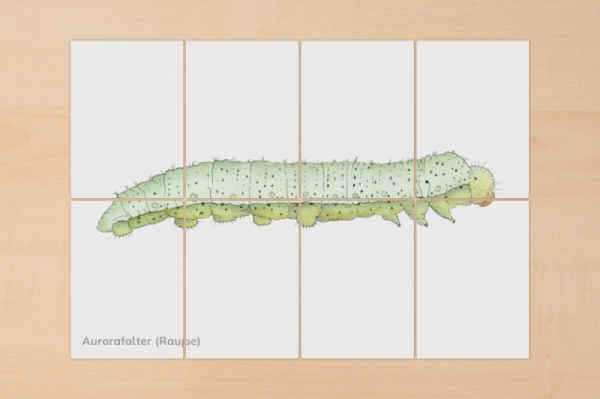 puzzle_raupe_schmetterling