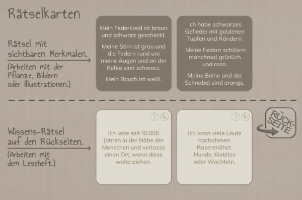 raetsel_voegel__3