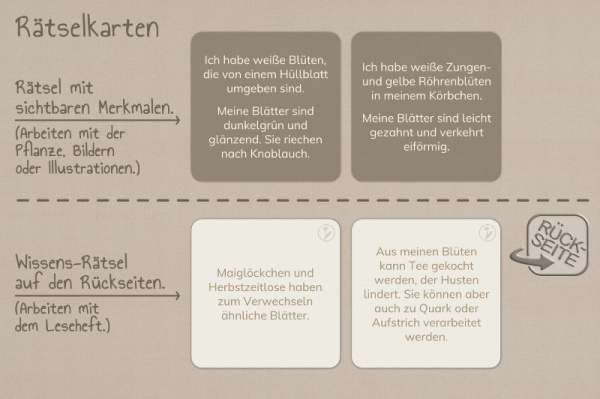 raetsel_wildkrauter__3