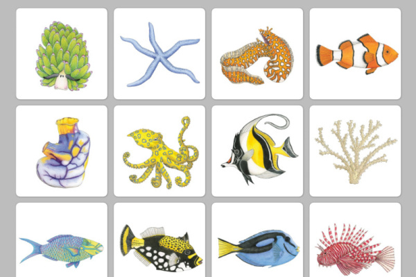 schatten_korallenriff_2