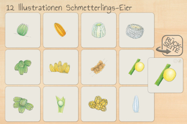 schmetterlingswerkstatt_print3