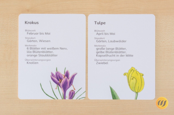 steck_fruehblueher_druck5