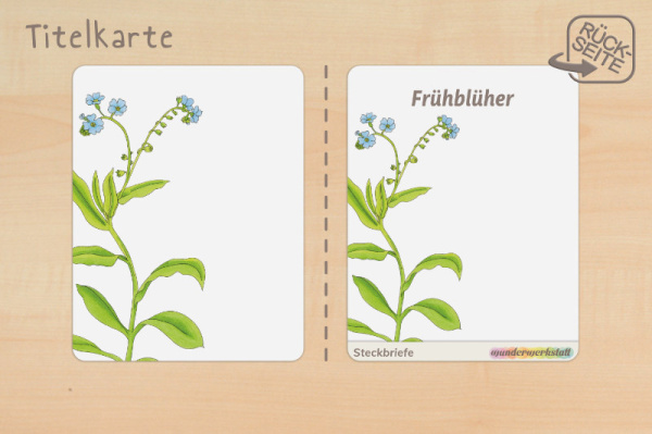 steck_fruehblueher_druck_b