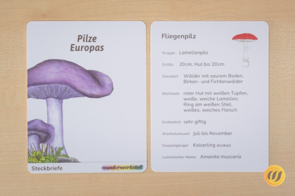 steck_pilze_druck