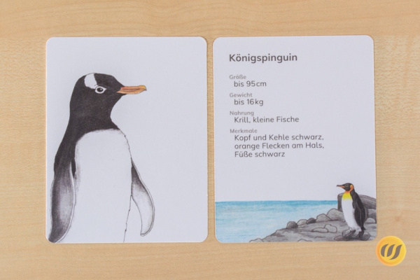 steckbrief_pinguin_druck2