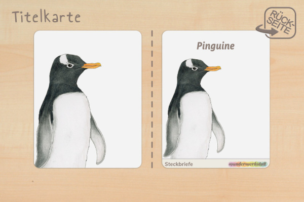 steckbrief_pinguin_druck_b