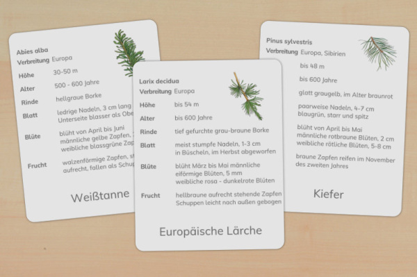 Download-Paket: Nadelgehölze